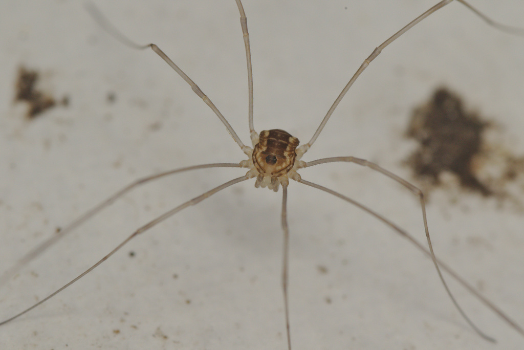 Harvestman EF7A4008