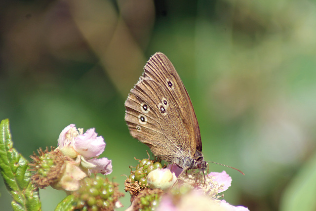 Ringlet