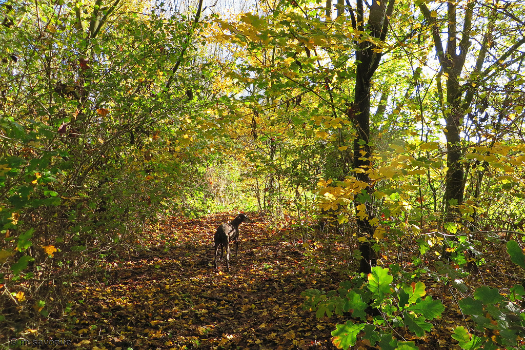 Murphy tussen de herfstbladeren