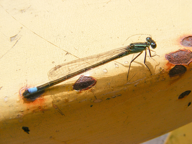 Blue Tailed Damsel Fly