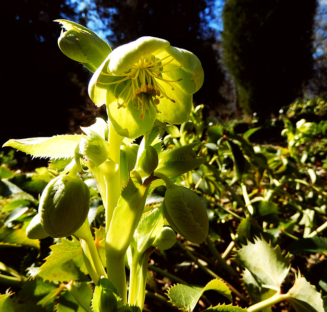 07 BGD Helleborus lividus ssp. corsicus - Korsische Nieswurz