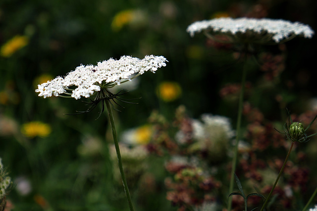 wild flowers