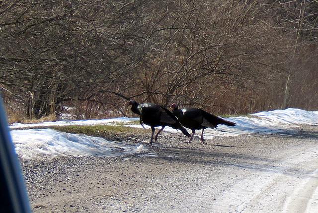 The turkeys just crossed a busy road.