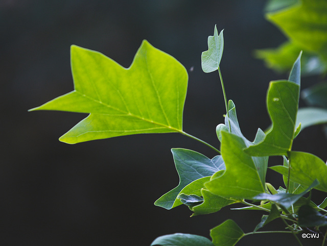 Tulip Tree leaf