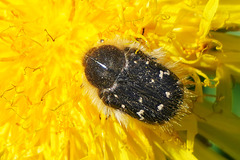Hineingefressen in eine Löwenzahnblüte ... Burrowed into a dandelion blossom ...