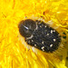 Hineingefressen in eine Löwenzahnblüte ... Burrowed into a dandelion blossom ...
