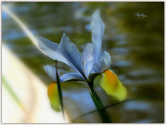 Bon vendredi à tous !❤️ HFF/☀️.‿ ☀BON WEEK-END☀