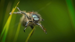 Dieser Käfer ist in Windturbulenzen gekommen :)) This beetle got caught in wind turbulence :)) Ce scarabée a été pris dans des turbulences de vent :))