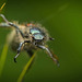 Dieser Käfer ist in Windturbulenzen gekommen :)) This beetle got caught in wind turbulence :)) Ce scarabée a été pris dans des turbulences de vent :))