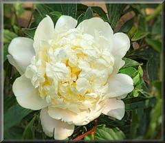 Paeonia