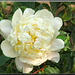 Paeonia