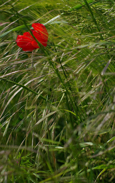 la flore  de l'étang du petit Chabodière - Ain