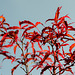 Acer palmatum beni komachi