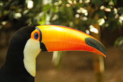 A Toco Toucan shows off his huge beak.