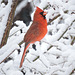 Northern Cardinal