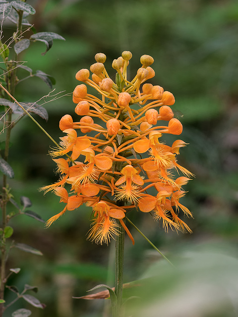 Platntera ciliaris (Yellow Fringed orchid)