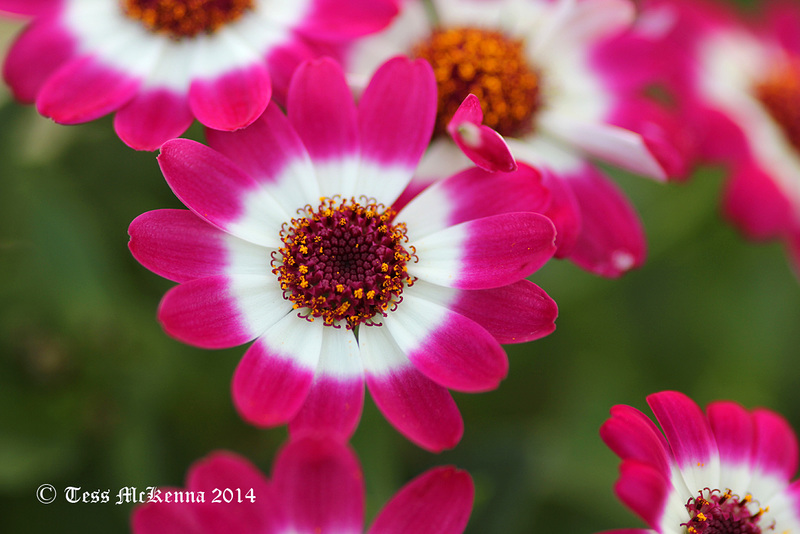 Cineraria 139 copy