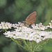 Ringlet