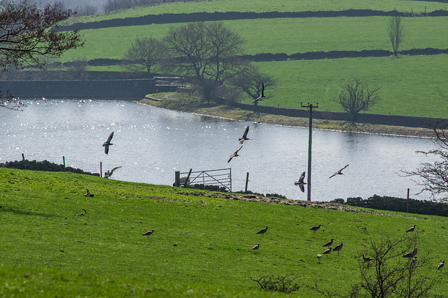 Curlew