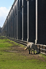 A horse eats grass by a fence under a railway viaduct.