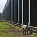 A horse eats grass by a fence under a railway viaduct.