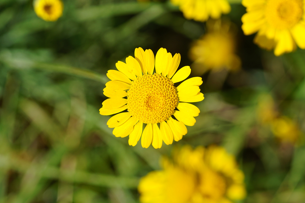 Gelbe Blüte