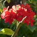 Flor roja