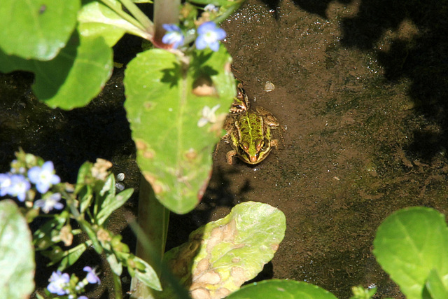 Kleiner Wasserfrosch 1 (2 PicinPic)