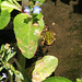 Kleiner Wasserfrosch 1 (2 PicinPic)