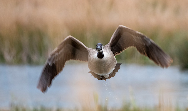 Canada goose