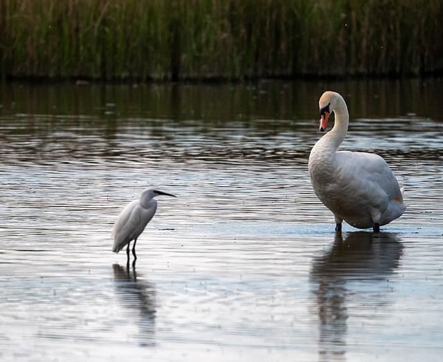 Little egret and mute swan