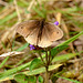 Meadow Brown butterfly