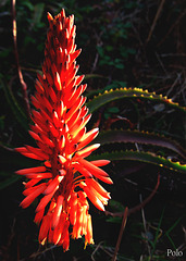 Flor de Aloe arborescens + (2 notas)