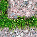 Moss is everywhere