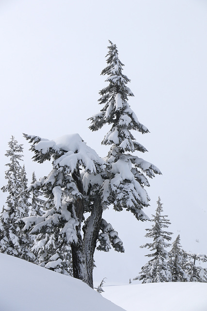 Winter Trees