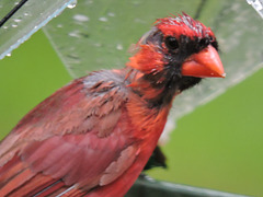 Northern Cardinal