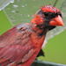 Northern Cardinal