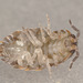 Woodlouse EF7A3993