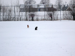 Loulou en Rocco in de sneeuw