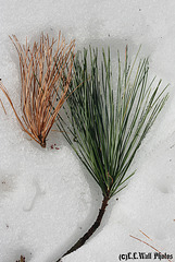 White Pine Needles in the Afternoon
