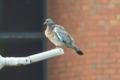 Perching on a lamp