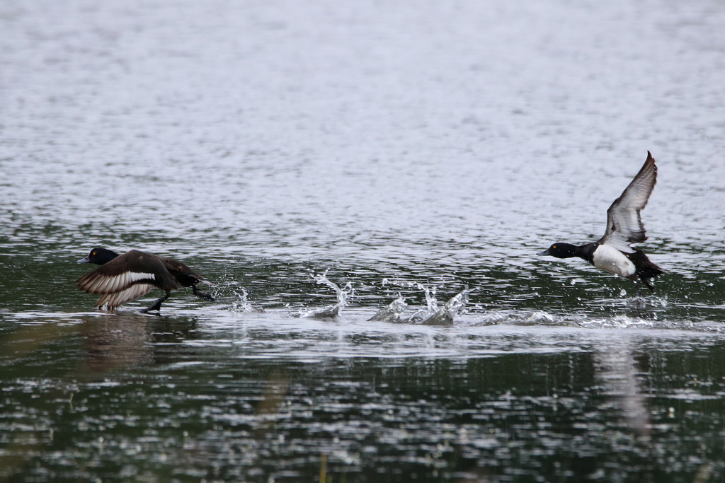 envol canard morillon