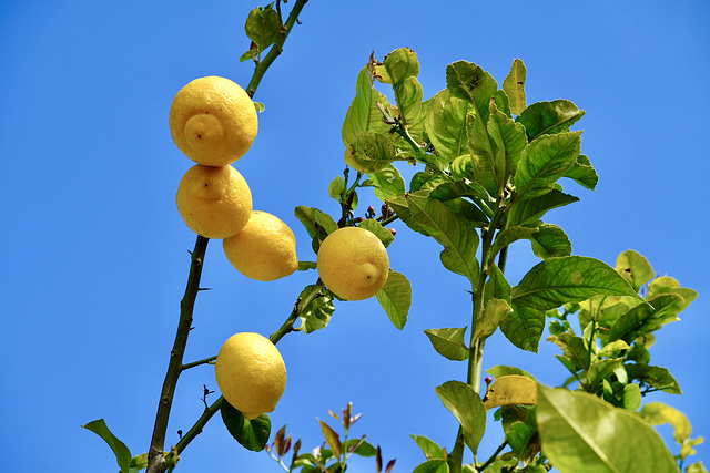 Zitronen auf Mallorca