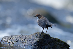 White-throated Dipper -- Cincle plongeur