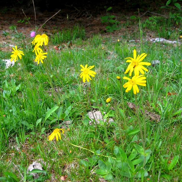 Echte Arnika (Arnica montana)