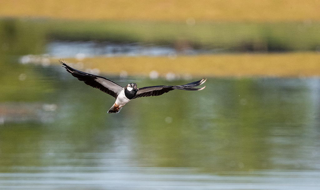 Lapwing