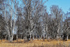 Sandbirken, so weit das Auge reicht - Silver birches as far as the eye can see