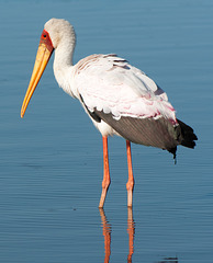 South Africa Kruger Park IGP7651