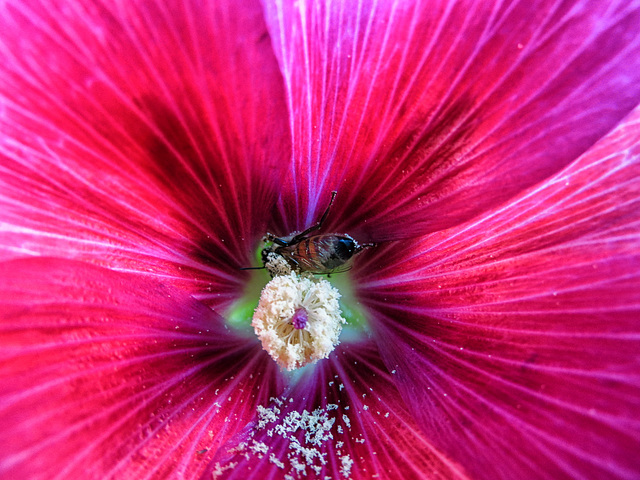 A Bee In The Hollyhock