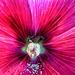 A Bee In The Hollyhock